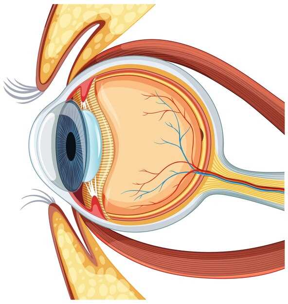 Кровоснабжение глаза: неотъемлемый фактор для поддержания зрительной функции