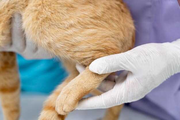 Понос с кровью у кота: причины и методы лечения