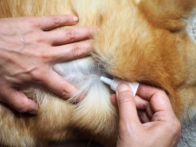 Лечение аллергии у собак на коже