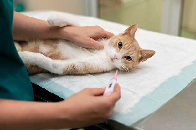 Расстройства пищеварительной системы: болезни желудка и кишечника у кошек