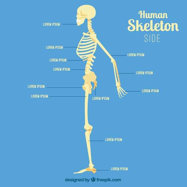 Функции скелета