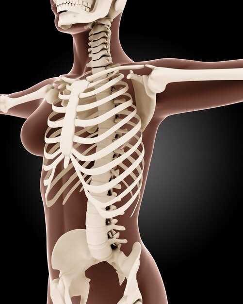 Структура скелета человека и его функции