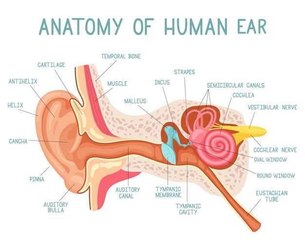 Функции ушных раковин